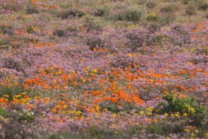 Goegap NR Flowers