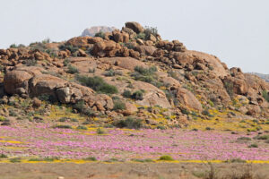 Goegap NR Flowers