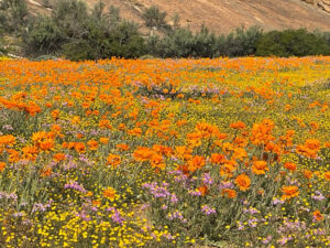 Goegap NR Flowers