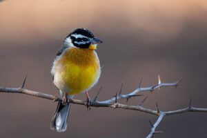 Golden Breasted Bunting