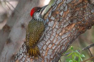 Golden Tailed Woodpecker