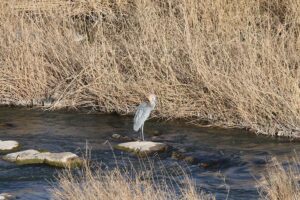 Goliath Heron