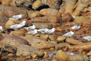 Greater Crested Tern