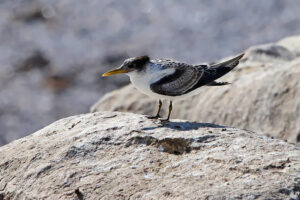 Greater Crested Tern