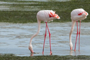 Greater Flamingo