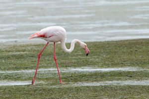 Greater Flamingo