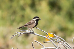 Grey Tit