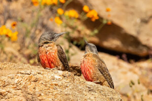 Ground Woodpecker