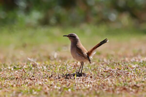 Kalahari Scrub Robins