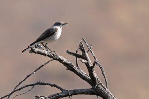 Karoo Chat