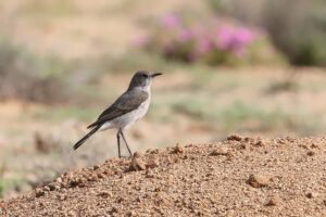 Karoo Chat