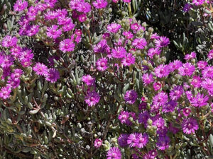 Karoo Flowers