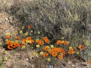 Karoo Flowers