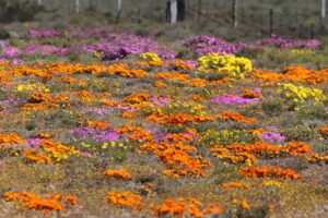 Karoo Flowers