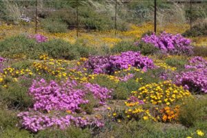 Karoo Flowers