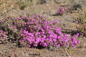 Karoo Flowers