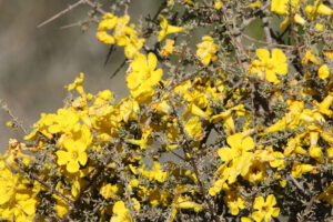 Karoo Flowers