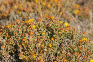 Karoo NP