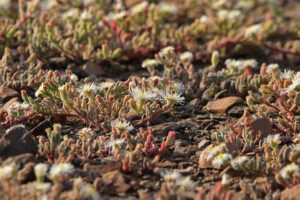 Karoo NP