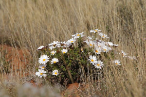 Karoo NP