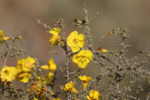 Karoo NP Flowers