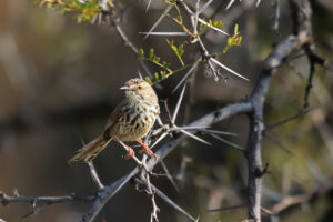 Karoo Prinia