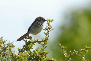 Karoo Prinia