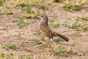 Karoo Scrub Robin