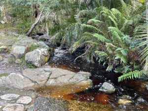 Kirstenbosch