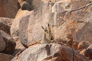 Klipspringer