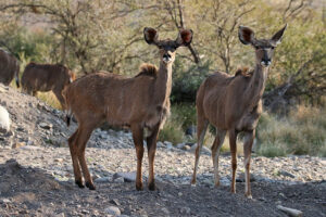 Kudu