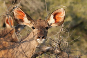 Kudu