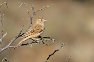 Lark Like Bunting