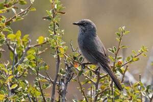 Layards Warbler
