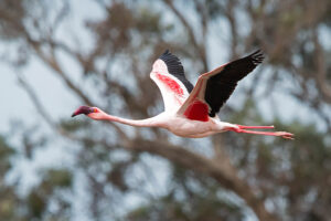 Lesser Flamingo