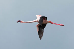 Lesser Flamingo