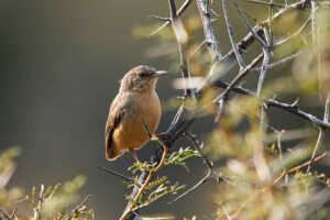 Long billed Crombec