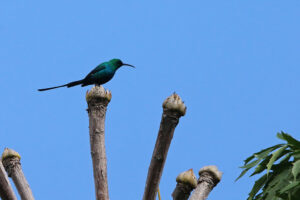 Malachite Sunbird