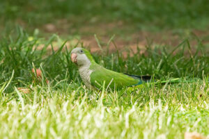 Monk Parakeet