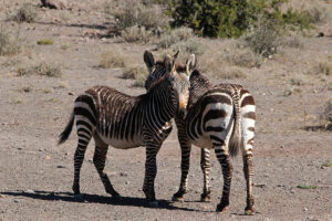 Mountain Zebra