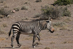 Mountain Zebra