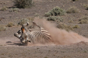 Mountain Zebra