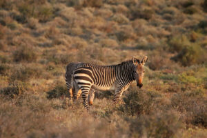 Mountain Zebra