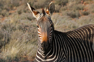 Mountain Zebra