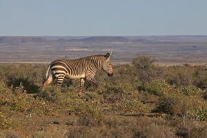 Mountain Zebra