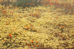 Namaqua NP Flowers