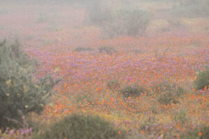 Namaqua NP Flowers