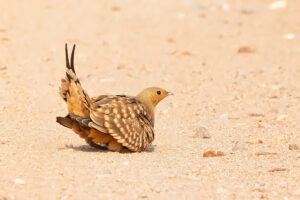 Namaqua Sandgrouse