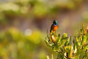 Orange breasted Sunbird