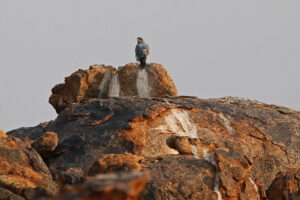 Pale Chanting Goshawk